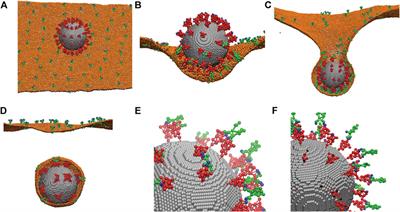 Coarse-Grained Modeling of Coronavirus Spike Proteins and ACE2 Receptors